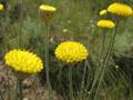 Tripleurospermum disciforme